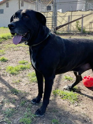 LEO (LAB) - Labrador Retriever available for adoption