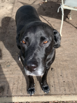 Leo (Lab)