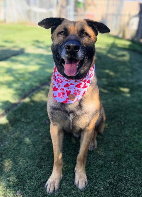 adoptable Dog in Ventura, CA named Otis