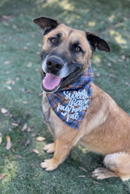 picture of the dog needing adoption