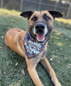 Otis - Photo 4