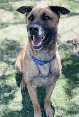 adoptable Dog in Ventura, CA named Otis