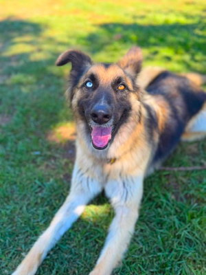 Sage, a dog for adoption from Canine Adoption and Rescue League