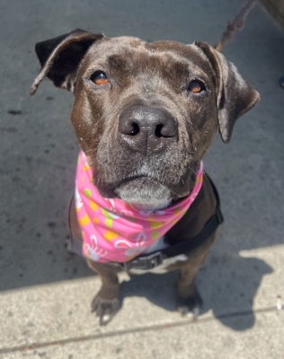 adoptable Dog in Ventura, CA named Aurora