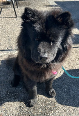 NELLIE - Chow Chow available for adoption