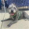 adoptable Dog in ventura, CA named Lucky Girl