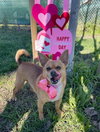 Canelo - Photo 2