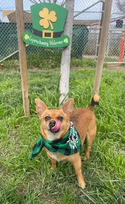 Canelo - Chihuahua X