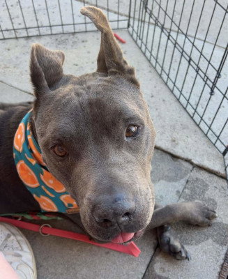 RUDY - Pit Bull Terrier available for adoption