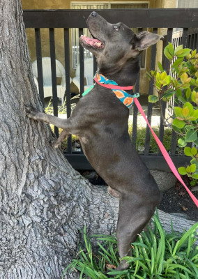 Rudy, photo 4
