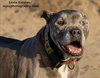 Jasper - Photo 1