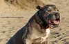 Jasper - Photo 2