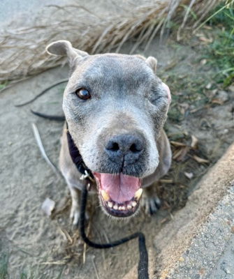 adoptable Dog in Ventura, CA named Jasper