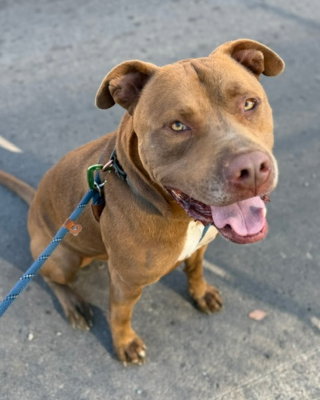 Aries, a dog for adoption from Canine Adoption and Rescue League