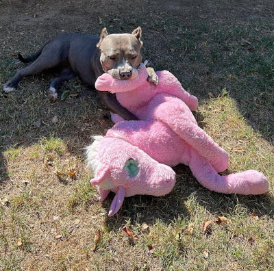 ZSA ZSA - American Staffordshire Terrier available for adoption