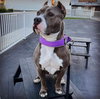 Zsa Zsa - Photo 3