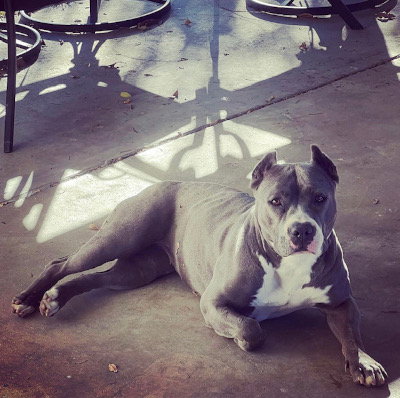 Zsa Zsa