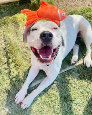 adoptable Dog in Ventura, CA named Mustard