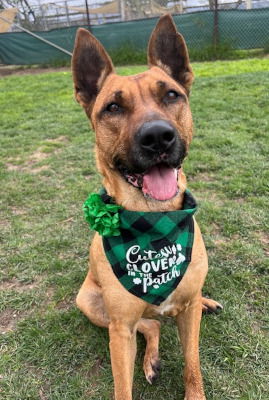 adoptable Dog in Ventura, CA named Cali