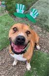 adoptable Dog in  named Winchester