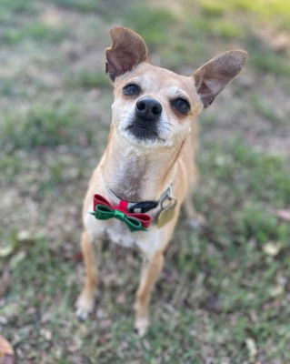 adoptable Dog in Ventura, CA named Burtha