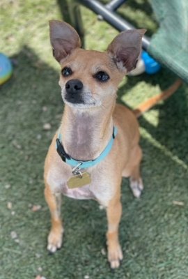adoptable Dog in Ventura, CA named Burtha