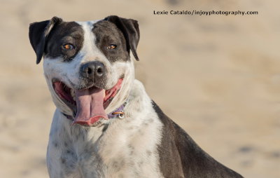 KETCHUP - American Staffordshire Terrier / American Pit Bull Terrier available for adoption