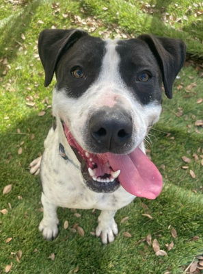 adoptable Dog in Ventura, CA named Ketchup