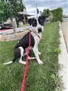 adoptable Dog in ventura, CA named Ketchup
