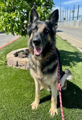 adoptable Dog in Ventura, CA named Icarus