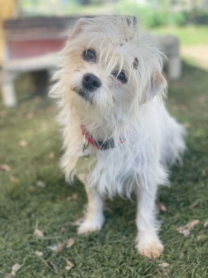 adoptable Dog in Ventura, CA named Peaches