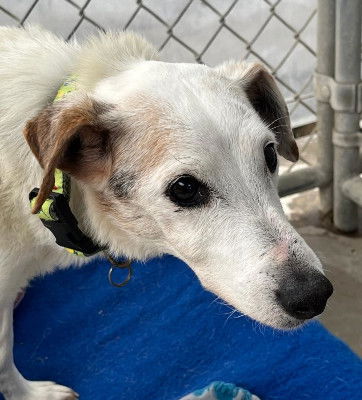 adoptable Dog in Ventura, CA named Bandit