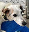 adoptable Dog in ventura, CA named Bandit