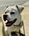 adoptable Dog in Ventura, CA named Santi