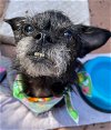 adoptable Dog in ventura, CA named Betty