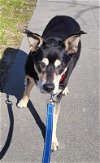 adoptable Dog in ventura, CA named Maddie (Shepherd)