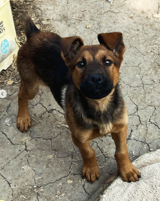 adoptable Dog in Ventura, CA named Monty