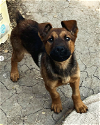 adoptable Dog in ventura, CA named Monty