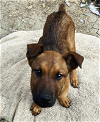 adoptable Dog in ventura, CA named Patton