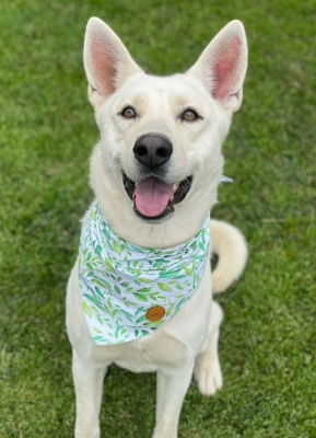 adoptable Dog in Ventura, CA named Ramen