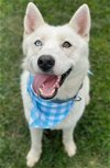 adoptable Dog in ventura, CA named Udon