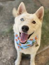 adoptable Dog in Ventura, CA named Udon