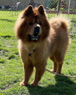 adoptable Dog in Ventura, CA named Mochi