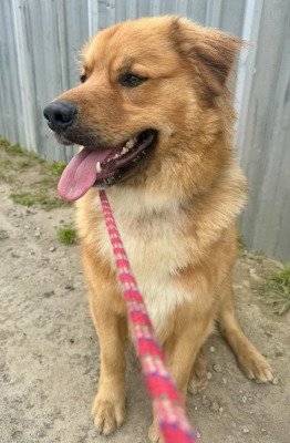 adoptable Dog in Ventura, CA named Smiley