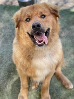 adoptable Dog in Ventura, CA named Smiley