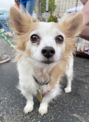 adoptable Dog in Ventura, CA named Jax