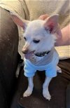 adoptable Dog in ventura, CA named Stewart