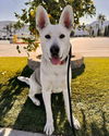 adoptable Dog in ventura, CA named Ruger