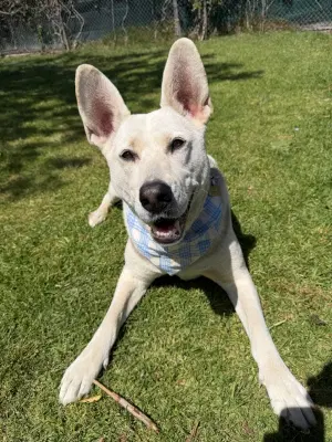 Ruger image 3