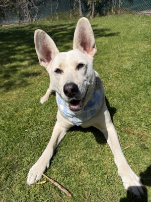 Ruger, photo 3
